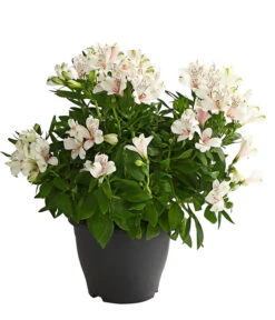 Inkalilie, Verschiedene Sorten 14 Inkalilie, Verschiedene Sorten -Weber Store 8211872 WE FS 001 AlstromeriaMixT23DehnerExpressHerzig