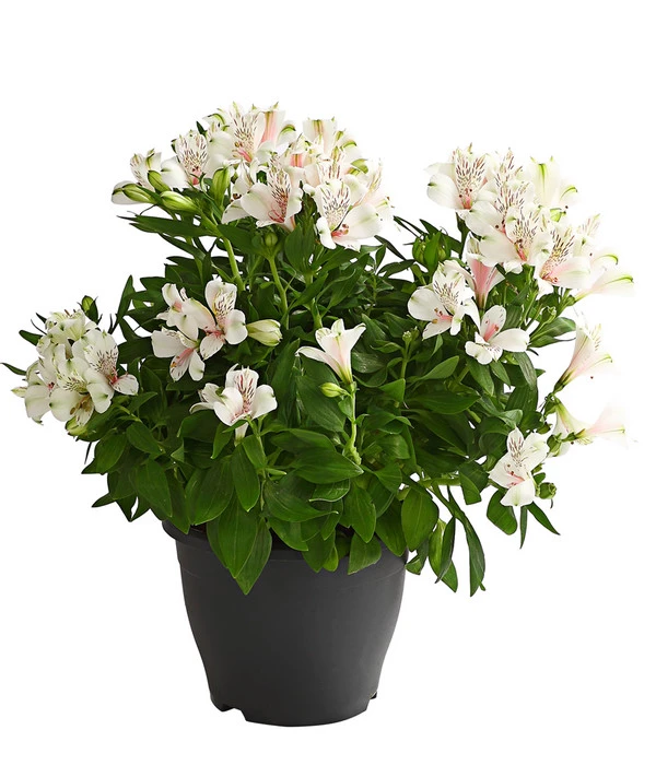 Inkalilie, Verschiedene Sorten 4 Inkalilie, Verschiedene Sorten – Bild 4