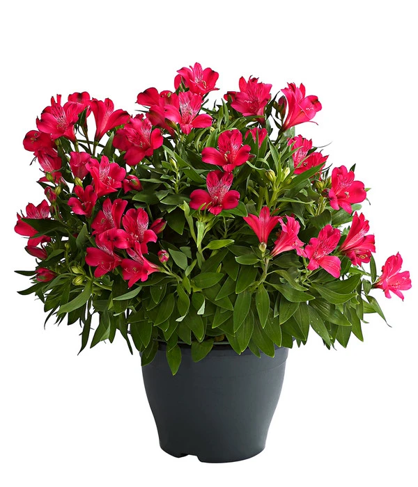 Inkalilie, Verschiedene Sorten 2 Inkalilie, Verschiedene Sorten – Bild 2