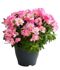 Inkalilie, Verschiedene Sorten 13 Inkalilie, Verschiedene Sorten -Weber Store 8211872 WE FS 003 AlstromeriaMixT23DehnerExpressHerzig