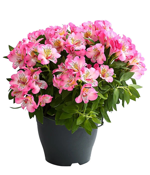 Inkalilie, Verschiedene Sorten 3 Inkalilie, Verschiedene Sorten – Bild 3