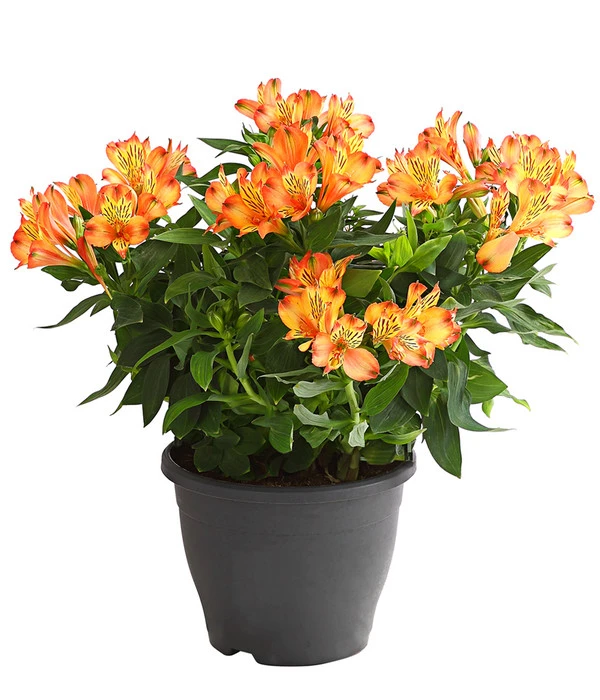 Inkalilie, Verschiedene Sorten 5 Inkalilie, Verschiedene Sorten – Bild 5