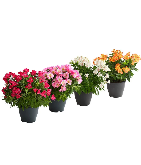 Inkalilie, Verschiedene Sorten 1 Inkalilie, Verschiedene Sorten