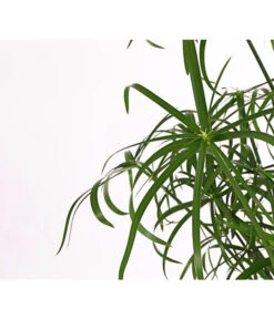 Zypergras - Cyperus Glaber -Weber Store 8218463 PR DE 001 CyperusGlaborT23DehnerExpressHerzig