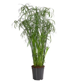 Zypergras - Cyperus Glaber