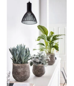 Kolbenfaden - Aglaonema Commutatum 'Silverbay' 6 Kolbenfaden - Aglaonema Commutatum 'Silverbay' -Weber Store 8224321 PR MO 001 GrauePflanzen SenecioMountEverest 8260697 KalanchoeHildebrandtii 8201071 AglaonemaSilverBay HungerundSimmeth