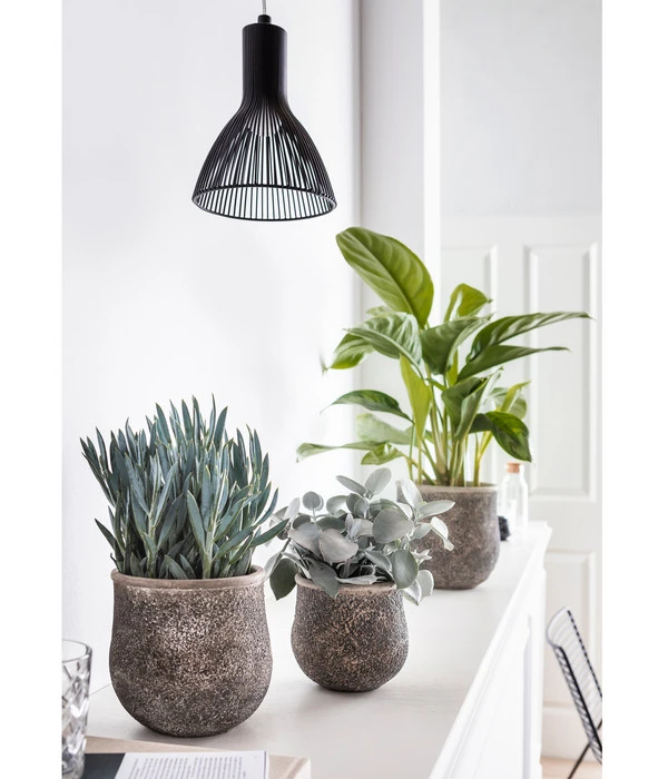 Kolbenfaden - Aglaonema Commutatum 'Silverbay' 3 Kolbenfaden - Aglaonema Commutatum 'Silverbay' – Bild 3