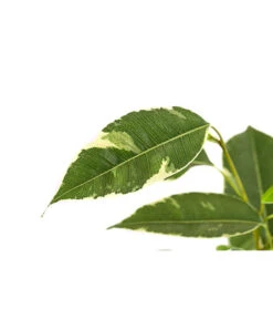 Birkenfeige - Ficus Benjamina 'Twilight' -Weber Store 8227225 PR DE 001 FicusBenjaminiTwilightT17DehnerExpressHerzig