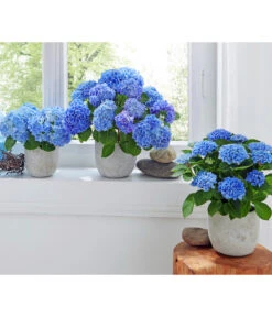 Midi Hortensie - Hydrangea Macrophylla, Verschiedene Farben -Weber Store 8233744 2418291 2791507 2442770 2442796 8233785 WE MO 003 HortensieMidiBlauHortensieBlau