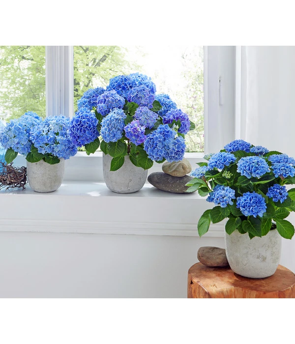Midi Hortensie - Hydrangea Macrophylla, Verschiedene Farben – Bild 6