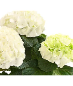 Midi Hortensie - Hydrangea Macrophylla, Verschiedene Farben -Weber Store 8233744 WE DE HortensienMidiDehnerHerzig