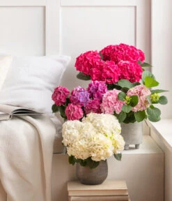 Hortensie - Hydrangea Macrophylla -Weber Store 8233751 8233777 8233918 8234965 4480091 4450722 4450714 WE MO 002 HortensieHydrangeaMacrophylla