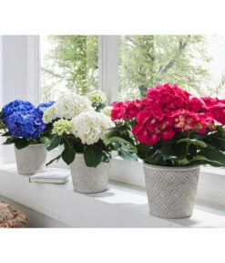 Hortensie - Hydrangea Macrophylla -Weber Store 8233751 8234965 8233777 WE MO 003 HortensienHydrangeamacrophyllaHortensieWeissBlauRot