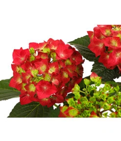 Midi Hortensie - Hydrangea Macrophylla, Verschiedene Farben -Weber Store 8233751 WE DE 001 HortensieHydrangeaRotT14DehnerExpressHerzig