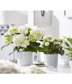 Hortensie - Hydrangea Macrophylla -Weber Store 8233777 8265209 8233769 PR MO 001 EinblattSpathiphyllumRosenRoseInfinityHortensieHydrangeadehnerFruehblueher1403UveSauer