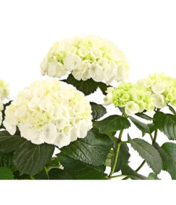 Hortensie - Hydrangea Macrophylla -Weber Store 8233777 WE WE 001 HortensieHydrangeaWeissT13DehnerExpressHerzig