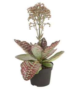 Kalanchoe - Kalanchoe Humilis 'Desert Surprise'