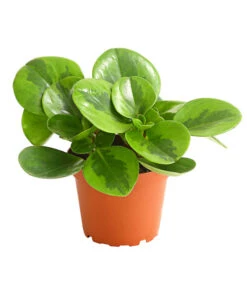 Peperomie - Peperomia Obtusifolia 'Lime'