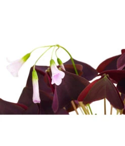 Dreieckiger Glücksklee - Oxalis Triangularis -Weber Store 8249385 PR DE 001 OxalisTringularisDehnerExpressHerzig