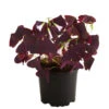 Dreieckiger Glücksklee - Oxalis Triangularis
