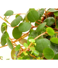 Peperomie - Peperomia 'Pepperspot' -Weber Store 8252173 PR DE 001 PeperomiaZwergpfefferPepperspotDehnerExpressHerzig
