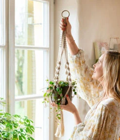 Peperomie - Peperomia 'Pepperspot' -Weber Store 8252173 WE MO 001 PeperomiePepperspotMakrameeAmpel