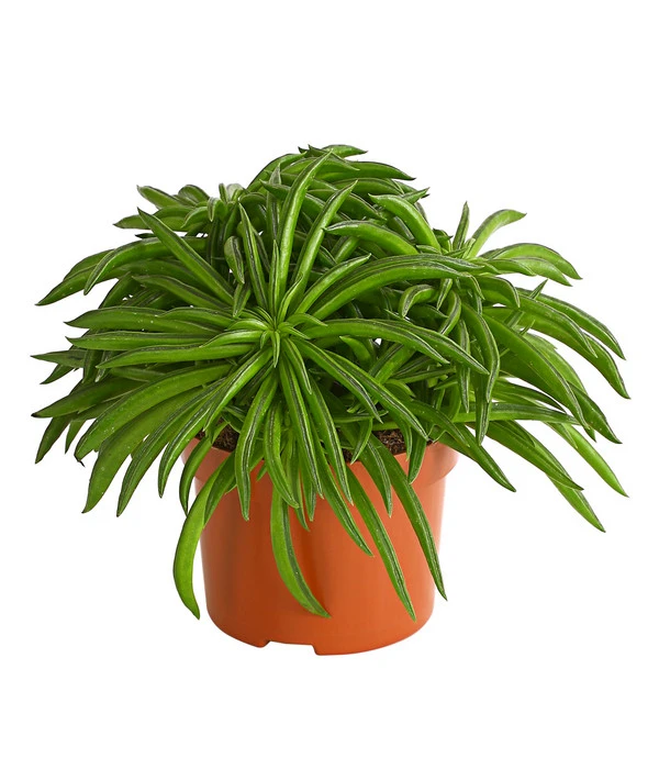 Peperomie - Peperomia Ferreyrae 'Happy Bean' 1 Peperomie - Peperomia Ferreyrae 'Happy Bean'