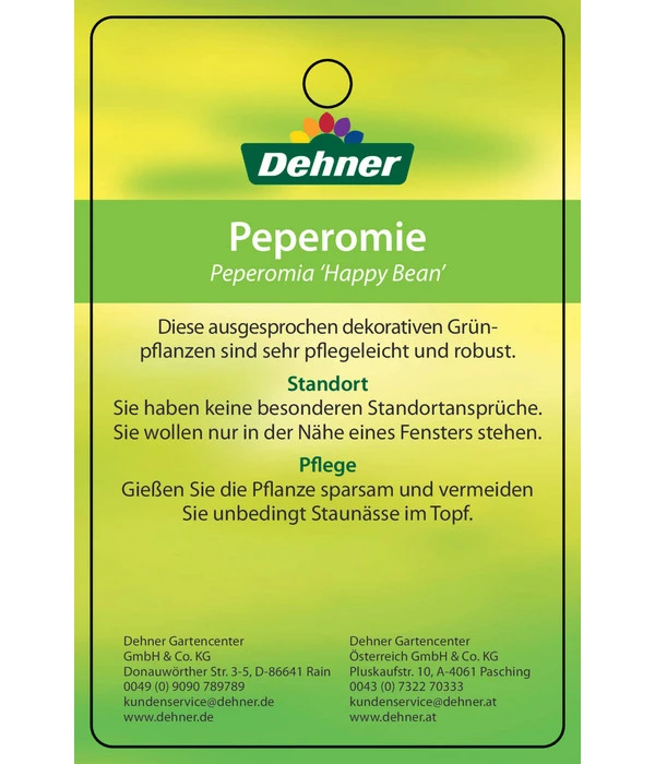 Peperomie - Peperomia Ferreyrae 'Happy Bean' 4 Peperomie - Peperomia Ferreyrae 'Happy Bean' – Bild 4