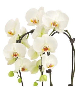 Schmetterlingsorchidee - Phalaenopsis Cultivars 'Cascade', Verschiedene Sorten -Weber Store 8253346 WE DE 001 PhalaenopsisSchmetterlingsorchideeCascade2TrWeissHerzig