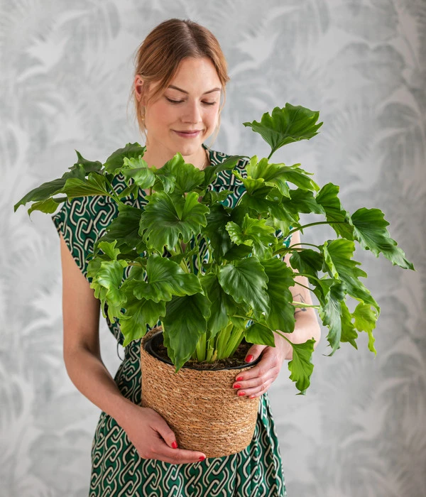 Baumfreund - Philodendron 'Little Hope' 2 Baumfreund - Philodendron 'Little Hope' – Bild 2