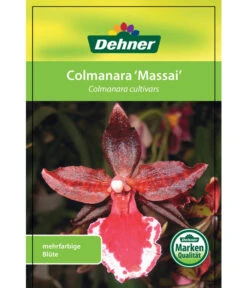Tigerorchidee - Colmanara Cultivars 'Massai' 12 Tigerorchidee - Colmanara Cultivars 'Massai' -Weber Store 8256174 8256182 ColmanaraCultivars 19122016 1