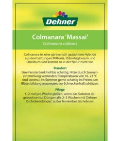 Tigerorchidee - Colmanara Cultivars 'Massai' 13 Tigerorchidee - Colmanara Cultivars 'Massai' -Weber Store 8256174 8256182 ColmanaraCultivars 19122016 2