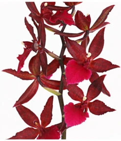 Tigerorchidee - Colmanara Cultivars 'Massai' 9 Tigerorchidee - Colmanara Cultivars 'Massai' -Weber Store 8256174 PR DE 002 ColmanaraMassai1TrieberT12DehnerExpressHerzig