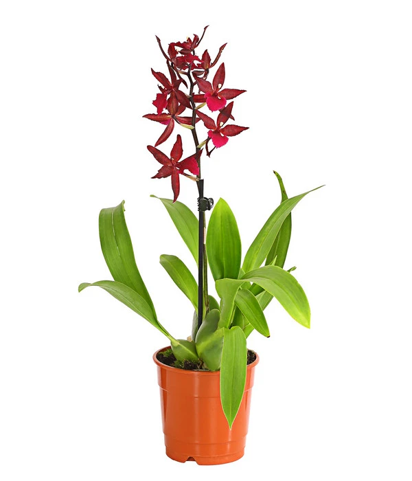 Tigerorchidee - Colmanara Cultivars 'Massai' 1 Tigerorchidee - Colmanara Cultivars 'Massai'