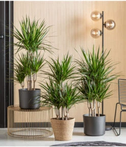 Drachenbaum - Dracaena Marginata, Karussell 6 Drachenbaum - Dracaena Marginata, Karussell -Weber Store 8272809 WE MO 001 DrachenbaumT24 Monatspflanze Oktober