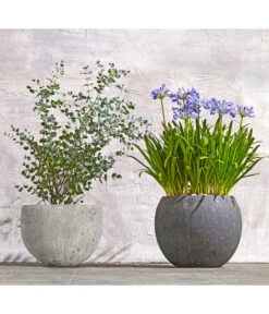 Dehner Polystone-Topf Kapstadt, Rund, Grau -Weber Store 8278251 WE MO 002 8586141 8587438 AgapanthusTwisterEucalyptusGunniBuschT24LapisLazuliUveSauerBL0218 1