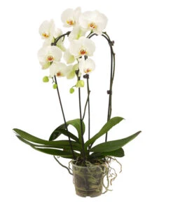 Schmetterlingsorchidee - Phalaenopsis Cultivars 'Cascade', Verschiedene Sorten -Weber Store 8280943 8280901 8253346 8254112 PR FS 001 PhalaenopsisSchmetterlingsorchideeCascade2TrWeiss1