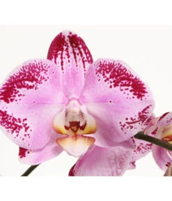 Schmetterlingsorchidee - Phalaenopsis Cultivars 'Cascade', Verschiedene Sorten -Weber Store 8280943 PR DE 001 JuwelPhalaenopsisPinkDancer