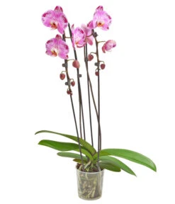 Schmetterlingsorchidee - Phalaenopsis Cultivars 'Cascade', Verschiedene Sorten -Weber Store 8280943 PR FS 001 PhalaenopsisCascadeMix 02