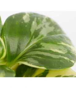 Peperomie - Peperomia Obtusifolia Variegata 'Golden Genua' -Weber Store 8290975 PR DE 001 PeperomiaObtusifoliaVariegataBuntT11DehnerExpressZS