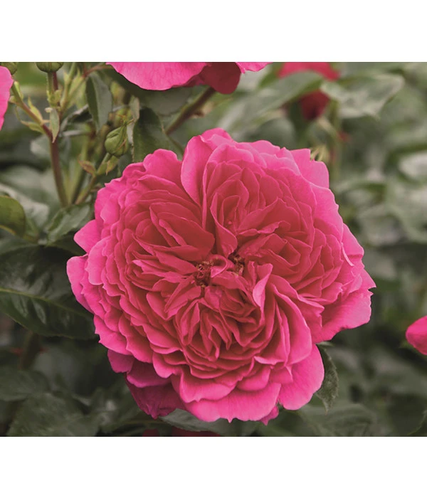 Nostalgie®-Strauchrose 'Soul®' 1 Nostalgie®-Strauchrose 'Soul®'