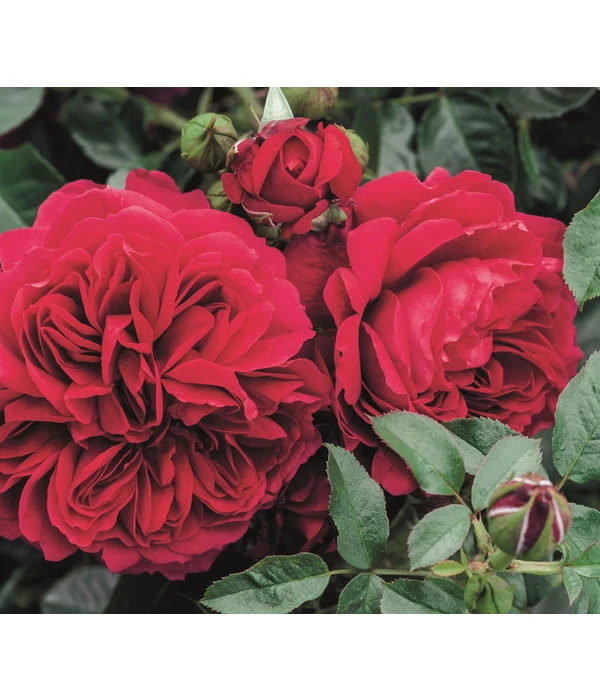 Nostalgie®-Strauchrose 'Soul®' 2 Nostalgie®-Strauchrose 'Soul®' – Bild 2