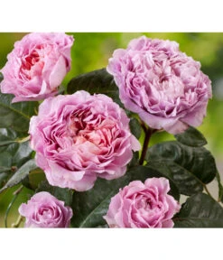 Nostalgie®-Edelrose 'Eisvogel®'