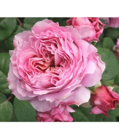 Nostalgie®-Edelrose 'Eisvogel®' -Weber Store 8294977 PR DE 013 NostalgieEdelroseEisvogelTantau