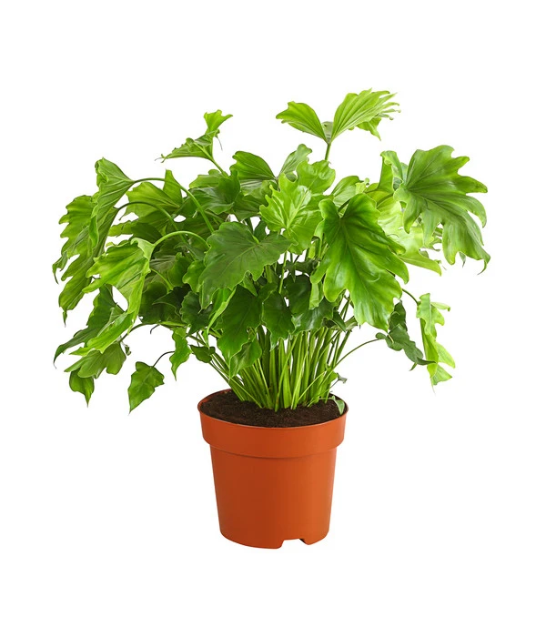 Baumfreund - Philodendron 'Little Hope' 1 Baumfreund - Philodendron 'Little Hope'