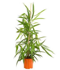 Langblättriger Feigenbaum - Ficus Binnendijkii 'Alii'