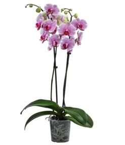 Schmetterlingsorchidee - Phalaenopsis Cultivars 'Pandora'