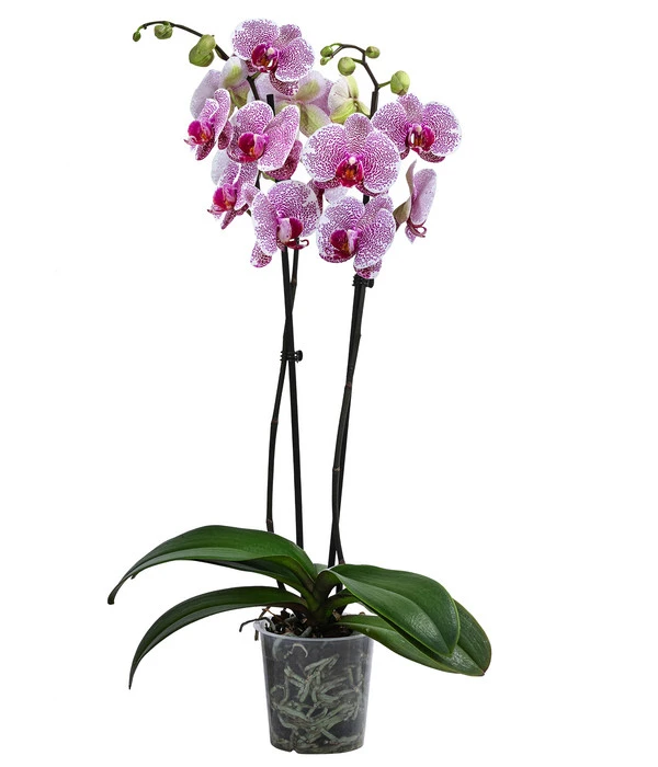 Schmetterlingsorchidee - Phalaenopsis Cultivars 'Pandora' 1 Schmetterlingsorchidee - Phalaenopsis Cultivars 'Pandora'