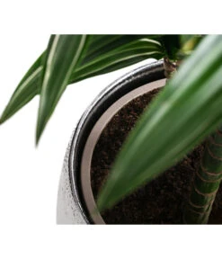 Drachenbaum - Dracaena 'White Stripe', In Keramik -Weber Store 8478075 WE DE 003 DracaenaDeremensisWhiteStripeT21 MonatsangebotMai2022