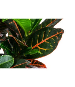 Wunderstrauch - Codiaeum Variegatum 'Petra', In Seegras-Korb 6 Wunderstrauch - Codiaeum Variegatum 'Petra', In Seegras-Korb -Weber Store 8478711 WE DE 001 CodiaeumPetrainKorb